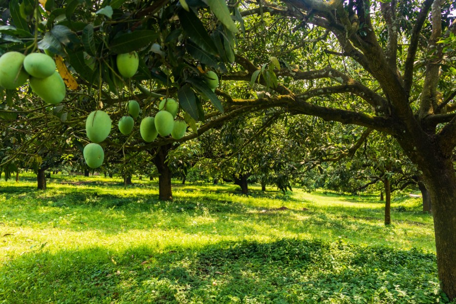 Comment planifier un projet de forêt comestible ?