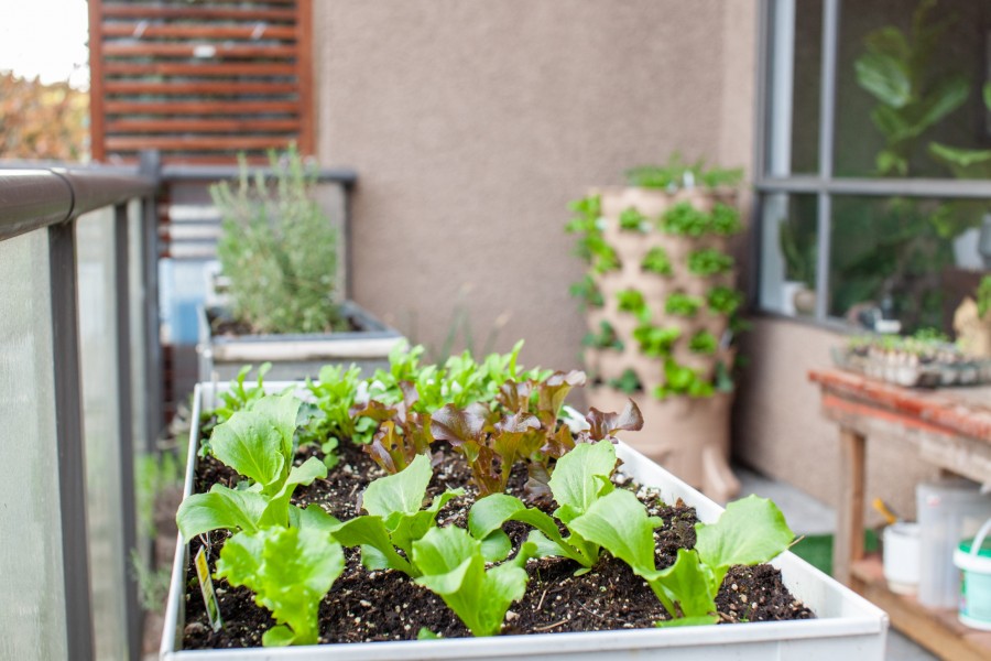 Qu'est-ce que l'agriculture urbaine ?