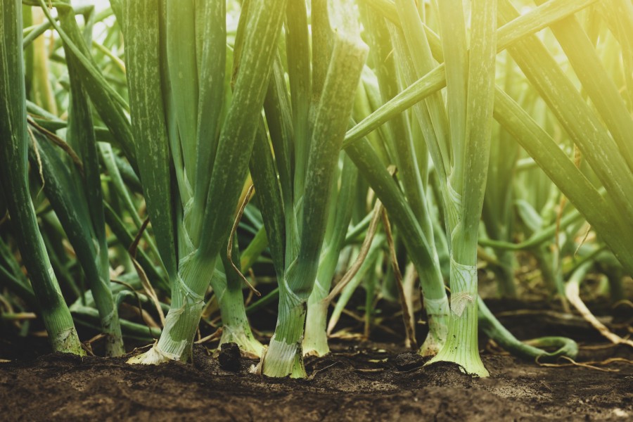 Qu'est-ce qu'une forêt comestible ?